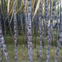 正宗黑皮甘蔗，汁多，甜度高，口感好