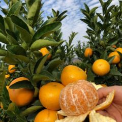 福建漳州茂谷柑上市啦，优质大果
