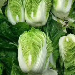 河南夏邑万亩无公害大白菜大量上市中！欢迎致电合作