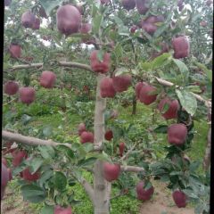 甘肃天水花牛苹果出库中