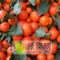砂糖桔 大户直销