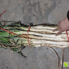 章丘长白大葱 钢葱 质量好 价格低