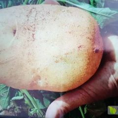 云南普洱市澜沧县高海拔新鲜土豆