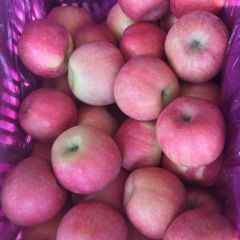 大量出售红富士苹果，条红片红都有，口感很好，果面干净