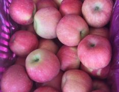 大量出售红富士苹果，条红片红都有，口感很好，果面干净