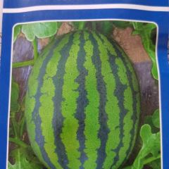 大果高产甜王西瓜种子–华蔬大甜王