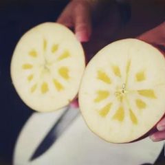 山西运城临猗坡上冰糖心丑苹果产地直销