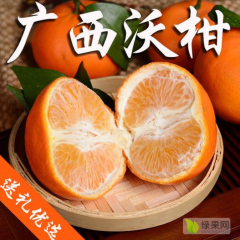 广西武鸣沃柑上市了，产地直邮，一件代发