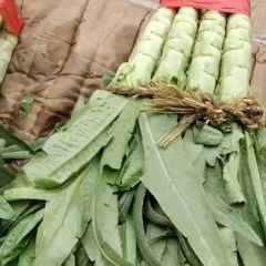 莴苣青皮青肉尖叶子 质量好 价格实惠 品相好 需要的老板