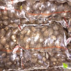山东潍坊安丘优质芋头大量供应