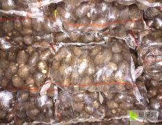 山东潍坊安丘优质芋头大量供应
