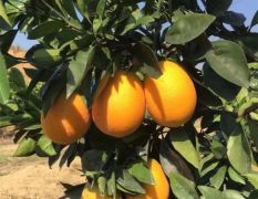 湖南早熟脐橙品种青秋脐橙苗木基地 10月成熟