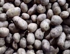优质土豆产地直供 产自中国薯都