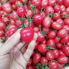 千禧贝贝 货源充足需要的可以行动了15106835388