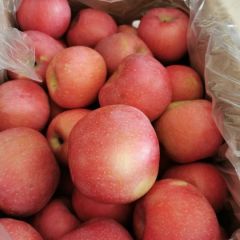 陕西省大荔县大量出售库存红富士苹果