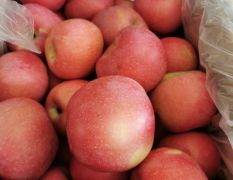 陕西省大荔县大量出售库存红富士苹果