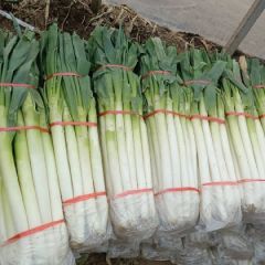 山东铁杆大葱产地直供一手货源价格便宜一点