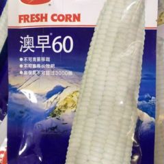 澳糯60极早熟甜糯玉米种子基地专用
