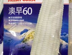 澳糯60极早熟甜糯玉米种子基地专用