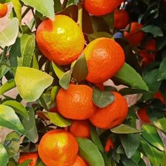 靓果沙糖桔价格美丽欢迎广大老板来收购