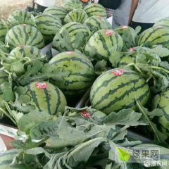 河南夏邑西瓜基地供应〖夏邑西瓜大量供应基地〗