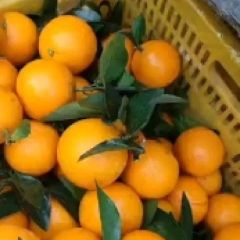 广西南宁崇左70-80红江橙大量供应