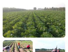 胶州市丰硕家庭农场大白菜种植面积110亩