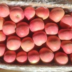 河北秦皇岛套袋富士苹果