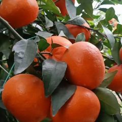 沃柑 沙糖桔 广西北流市专业代办 欢迎老板来定购