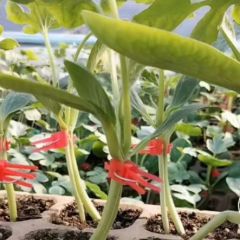 砀山西瓜苗，砀山李亚西瓜市场