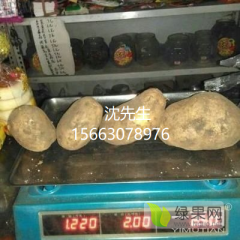 黑龙江省牡丹江市宁安市卧龙村大地由金885土豆