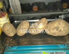 黑龙江省牡丹江市宁安市卧龙村大地由金885土豆