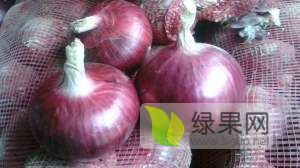 甘肃金昌金武地区洋葱