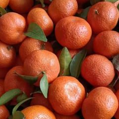 桂林永福砂糖橘18007731723