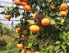 湖南晚熟杂柑品种爱媛34号柑橘苗木基地 2月成熟