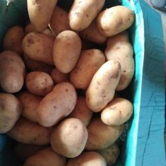 大量供应冷库荷兰十五土豆