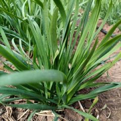 云南省玉溪市华宁县自家种的 富生韭菜 诚信为本