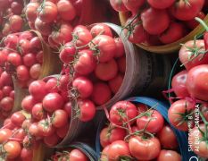 临淄区大量供应硬粉西红柿