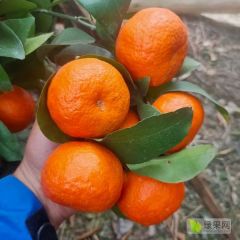 产地直销，品级分选，一件代发