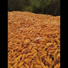 2020年新玉米棒子白果树二村