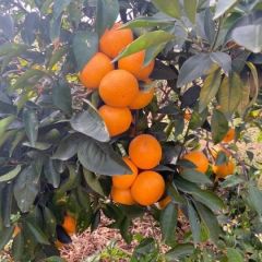 红花岭平记果园农场