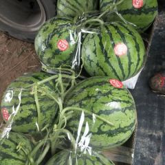 河南夏邑8424西瓜最大基地