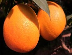 湖南10月成熟柑橘品种 爱媛38号果冻橙果实无核