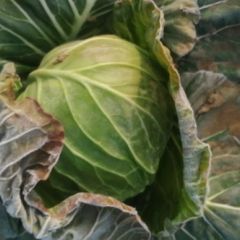 河南南阳新野县黄皮洋葱