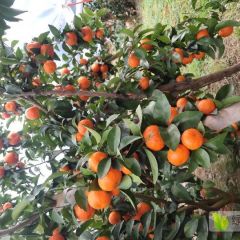 广西永福县沙糖桔