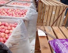 栖霞红富士苹果80以上 本人存冷库有150多吨