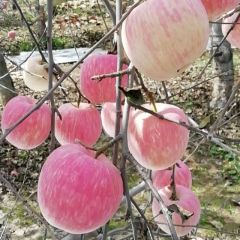 扶风县召公王老五果园红富士苹果