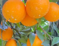 脐橙 纽荷尔 九月红橙子系列果园自选采摘