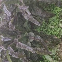 广西贺州市富川县水果蔬菜代办