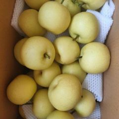 出售收购安徽砀山绿皇冠梨
